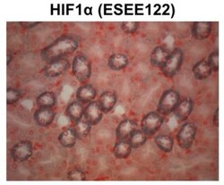 HIF-1 alpha Antibody (ESEE122), Novus Biologicals 0.1mL; Unlabeled:Antibodies,