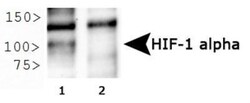 HIF-1 alpha Antibody (ESEE122), Novus Biologicals 0.1mL; Unlabeled:Antibodies,
