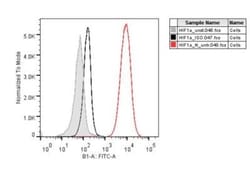 HIF-1 alpha Antibody (H1alpha67), Novus Biologicals 0.1mL; Unlabeled:Antibodies,