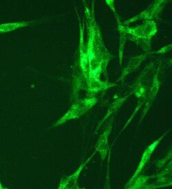 HIF-1 alpha Antibody (H1alpha67), Novus Biologicals 0.1mL; Unlabeled:Antibodies,