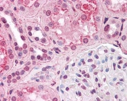 HIF-1 alpha Antibody (H1alpha67), Novus Biologicals 0.1mL; Unlabeled:Antibodies,