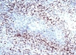 HIF-1 alpha Antibody (H1alpha67), Novus Biologicals 0.1mL; Unlabeled:Antibodies,