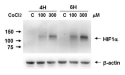 HIF-1 alpha Antibody (H1alpha67), Novus Biologicals 0.1mL; Unlabeled:Antibodies,