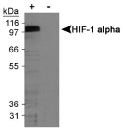 HIF-1 alpha Antibody (H1alpha67), Novus Biologicals:Antibodies:Primary