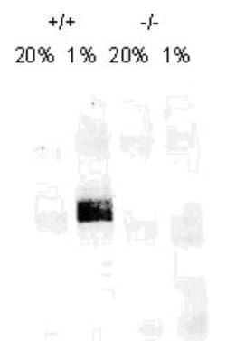 HIF-1 alpha Antibody (H1alpha67), Novus Biologicals:Antibodies:Primary