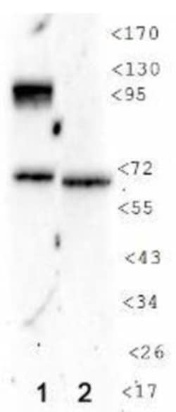 HIF-1 alpha Antibody (H1alpha 67-7) - BSA Free, Novus Biologicals 0.025mL;