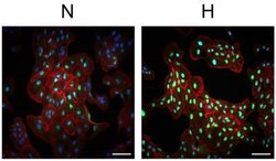 HIF-1 alpha Antibody - BSA Free, Novus Biologicals 0.1mL; Unlabeled:Antibodies,