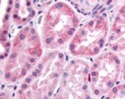 HIF-1 alpha Antibody - BSA Free, Novus Biologicals 0.1mL; Unlabeled:Antibodies,