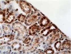HIF-1 alpha Antibody - BSA Free, Novus Biologicals 0.1mL; Unlabeled:Antibodies,