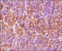 HIF-1 alpha Antibody - BSA Free, Novus Biologicals 0.1mL; Unlabeled:Antibodies,