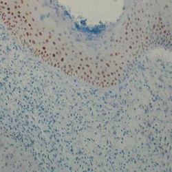 HIF-1 alpha Antibody - BSA Free, Novus Biologicals 0.1mL; Unlabeled:Antibodies,