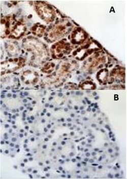 HIF-1 alpha Antibody - BSA Free, Novus Biologicals 0.1mL; Unlabeled:Antibodies,