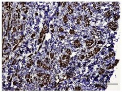 HIF-1 alpha Antibody - BSA Free, Novus Biologicals 0.1mL; Unlabeled:Antibodies,