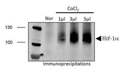 HIF-1 alpha Antibody - BSA Free, Novus Biologicals 0.1mL; Unlabeled:Antibodies,