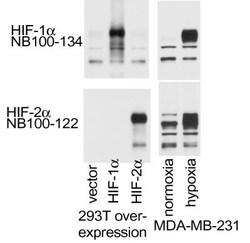 HIF-1 alpha Antibody - BSA Free, Novus Biologicals 0.1mL; Unlabeled:Antibodies,