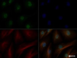HIF-2 alpha/EPAS1 Antibody - BSA Free, Novus Biologicals 0.1mL; Unlabeled:Antibodies,