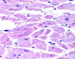 HIF-2 alpha/EPAS1 Antibody - BSA Free, Novus Biologicals 0.1mL; Unlabeled:Antibodies,