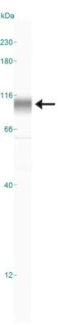 HIF-2 alpha/EPAS1 Antibody - BSA Free, Novus Biologicals 0.1mL; Unlabeled:Antibodies,