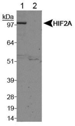 HIF-2 alpha/EPAS1 Antibody - BSA Free, Novus Biologicals