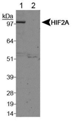 HIF-2 alpha/EPAS1 Antibody - BSA Free, Novus Biologicals 0.1mL; Unlabeled:Antibodies,