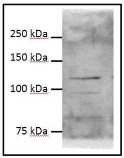 HIF-2 alpha/EPAS1 Antibody - BSA Free, Novus Biologicals 0.1mL; Unlabeled:Antibodies,
