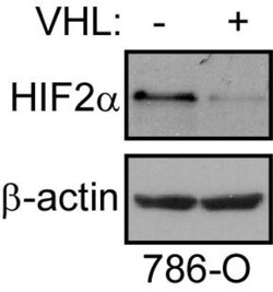 HIF-2 alpha/EPAS1 Antibody - BSA Free, Novus Biologicals 0.1mL; Unlabeled:Antibodies,