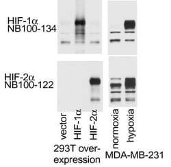 HIF-2 alpha/EPAS1 Antibody - BSA Free, Novus Biologicals 0.1mL; Unlabeled:Antibodies,