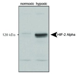 HIF-2 alpha/EPAS1 Antibody - BSA Free, Novus Biologicals 0.1mL; Unlabeled:Antibodies,