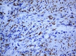 HIF-3 alpha Antibody (OTI2D2), Novus Biologicals 0.1mL; Unlabeled:Antibodies,