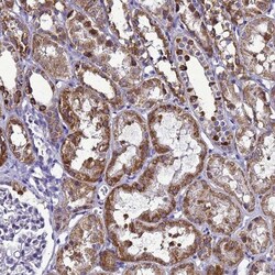 HIGD2A Antibody, Novus Biologicals 0.1mL; Unlabeled:Antibodies, Polyclonal