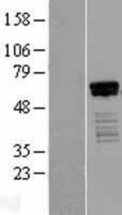 Novus Biologicals&trade;&nbsp;HINFP Overexpression Lysate