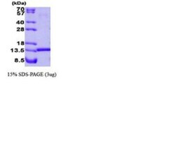 Novus Biologicals&trade;&nbsp;Recombinant Human HINT1 Protein