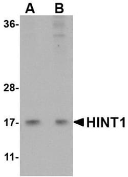 HINT1 Antibody - BSA Free, Novus Biologicals:Antibodies:Primary Antibodies