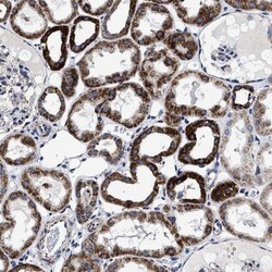 HINT2 Antibody, Novus Biologicals 25 &mu;L; Unlabeled:Antibodies, Polyclonal