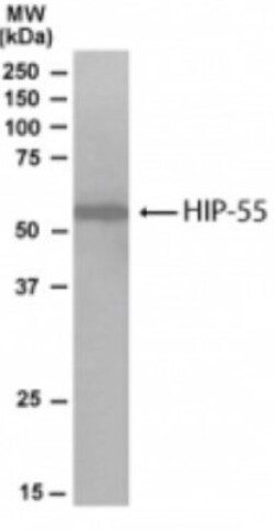 HIP-55 Antibody, Novus Biologicals 0.1mg; Unlabeled:Antibodies, Polyclonal