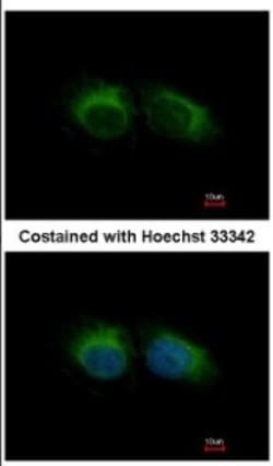 HIPPI Antibody, Novus Biologicals 0.1mL; Unlabeled:Antibodies, Polyclonal