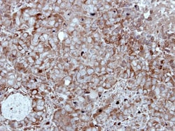 HIPPI Antibody, Novus Biologicals 0.1mL; Unlabeled:Antibodies, Polyclonal