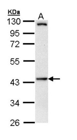 HIPPI Antibody, Novus Biologicals 0.1mL; Unlabeled:Antibodies, Polyclonal