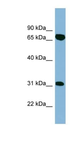 HIRIP3 Antibody, Novus Biologicals:Antibodies:Primary Antibodies