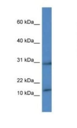 HIST1H2AH Antibody, Novus Biologicals:Antibodies:Primary Antibodies