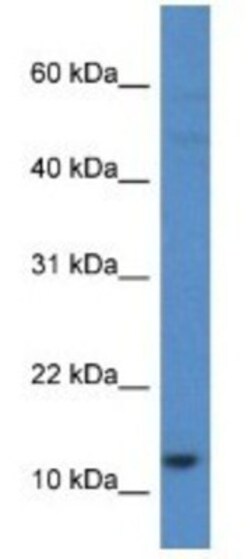 HIST1H2AH Antibody, Novus Biologicals 100&mu;L; Unlabeled:Antibodies, Polyclonal