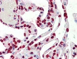 Histone H3 Antibody, Novus Biologicals 100uL:Antibodies, Polyclonal