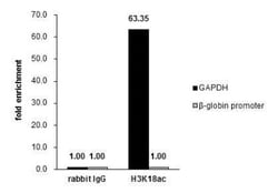 HIST1H3A, ac Lys18 Antibody, Novus Biologicals 0.1mL:Antibodies, Polyclonal