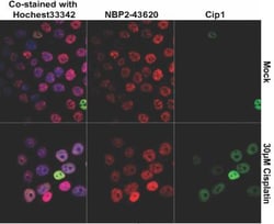 HIST1H3A, p Ser10 Antibody (921), Novus Biologicals 0.1mL; Unlabeled:Antibodies,
