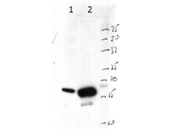 Histone H3 Antibody, Novus Biologicals 100uL:Antibodies, Polyclonal