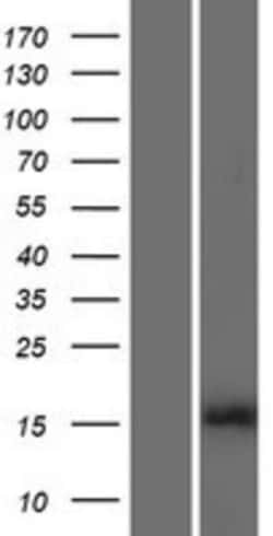 Novus Biologicals&trade;&nbsp;HIST1H3B Overexpression Lysate