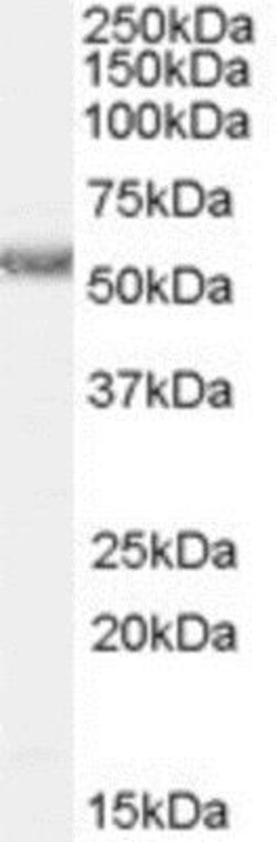 Histamine H1R Antibody, Novus Biologicals 0.1mg; Unlabeled:Antibodies,