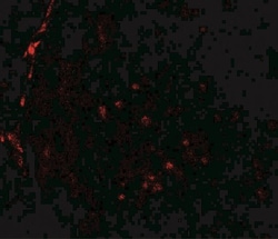 Histone Deacetylase 2/HDAC2 Antibody - BSA Free, Novus Biologicals 0.1mg;