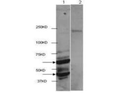 Histone Deacetylase 2/HDAC2 Antibody, Novus Biologicals 0.1 mg | Buy Online | Novus Biologicals | Fisher Scientific