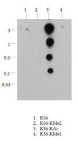 Histone H3, ac Lys36 Antibody, Novus Biologicals:Antibodies:Primary Antibodies